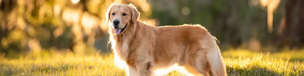Golden retriever in field at sunset